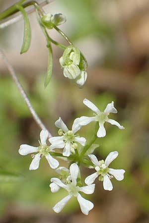 Anthriscus tenerrima / Tender Chervil, Samos Kallithea 18.4.2017