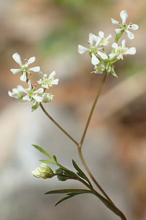 Anthriscus tenerrima / Tender Chervil, Samos Kallithea 18.4.2017