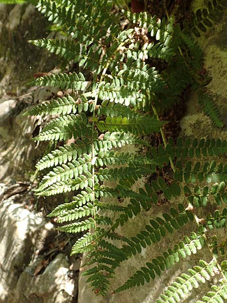 Dryopteris affinis \ Goldschuppen-Farn, Schuppiger Wurmfarn / Scaly Male Fern, Samos Potami 15.4.2017