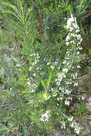 Erica arborea \ Baum-Heide, Samos Agios Konstantinos 14.4.2017