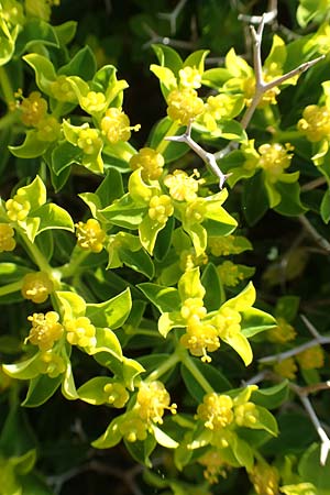 Euphorbia acanthothamnos / Greek Spiny Spurge, Samos Psili Ammos 16.4.2017