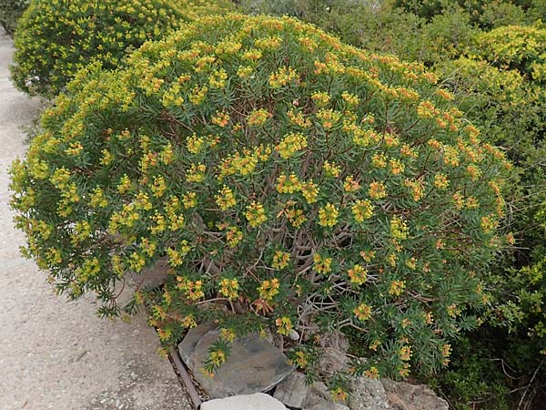 Euphorbia dendroides / Tree Spurge, Samos Spatharei 17.4.2017