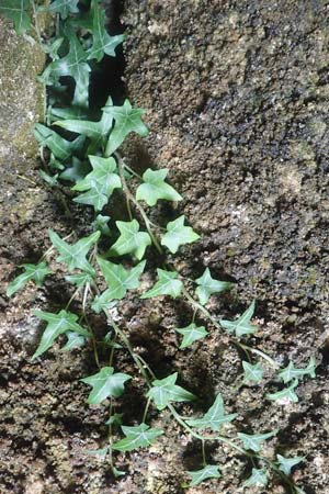 Hedera helix / Ivy, Samos Kallithea 18.4.2017