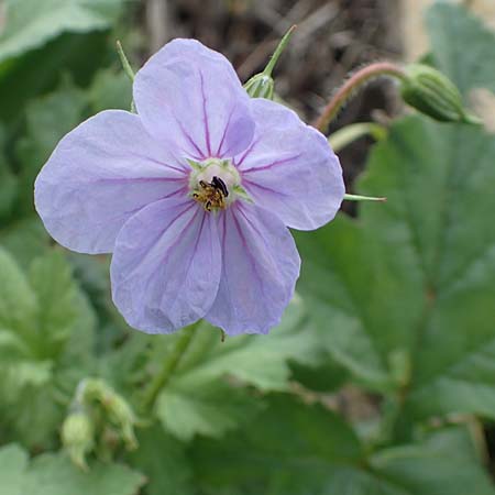 Erodium gruinum \ Reiherschnabel / Iranian Crane's-Bill, Samos Spatharei 17.4.2017