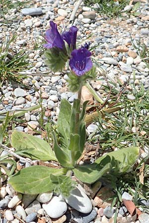 Echium plantagineum \ Wegerich-Natternkopf, Samos Mourtia - Strand 11.4.2017