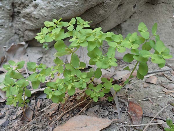 Euphorbia peplus \ Garten-Wolfsmilch / Petty Spurge, Samos Potami 15.4.2017