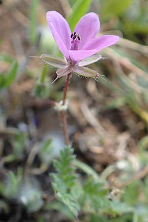 Erodium moschatum \ Moschus-Reiherschnabel, Samos Zoodochos Pigi 11.4.2017