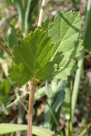 Erodium chium \ Chios-Reiherschnabel / Chios Stork's-Bill, Samos Psili Ammos 16.4.2017