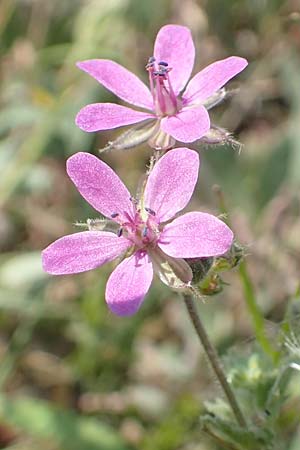 Erodium chium \ Chios-Reiherschnabel / Chios Stork's-Bill, Samos Psili Ammos 16.4.2017