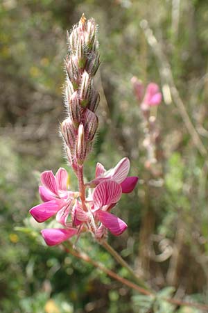 Onobrychis oxyodonta ? \ Spitzkelch-Esparsette / Pointed-Calyx Sainfoin, Samos Paleokastro 11.4.2017