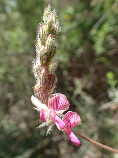 Onobrychis oxyodonta ? \ Spitzkelch-Esparsette / Pointed-Calyx Sainfoin, Samos Paleokastro 11.4.2017