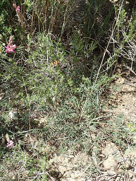 Onobrychis oxyodonta ? \ Spitzkelch-Esparsette / Pointed-Calyx Sainfoin, Samos Paleokastro 11.4.2017