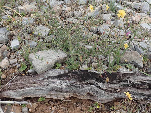 Fumana arabica \ Zwerg-Nadelrschen / Mediterranean Sun-Rose, Samos Spatharei 17.4.2017