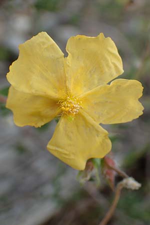 Fumana arabica \ Zwerg-Nadelrschen / Mediterranean Sun-Rose, Samos Spatharei 17.4.2017