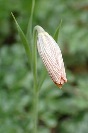 Fritillaria bithynica \ Bithynische Schachblume / Bithynian Fritillary, Samos Mt. Ambelos 12.4.2017