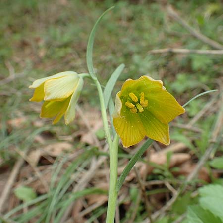 Fritillaria bithynica \ Bithynische Schachblume / Bithynian Fritillary, Samos Mt. Ambelos 12.4.2017