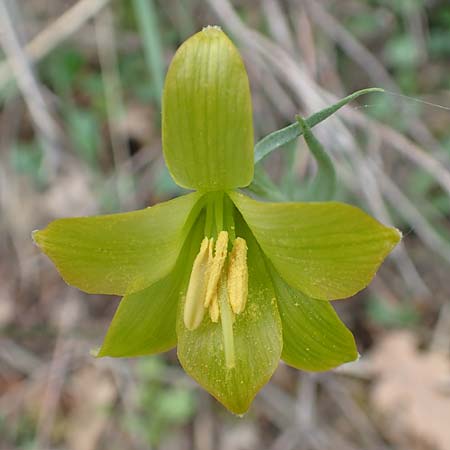 Fritillaria bithynica \ Bithynische Schachblume / Bithynian Fritillary, Samos Mt. Ambelos 12.4.2017