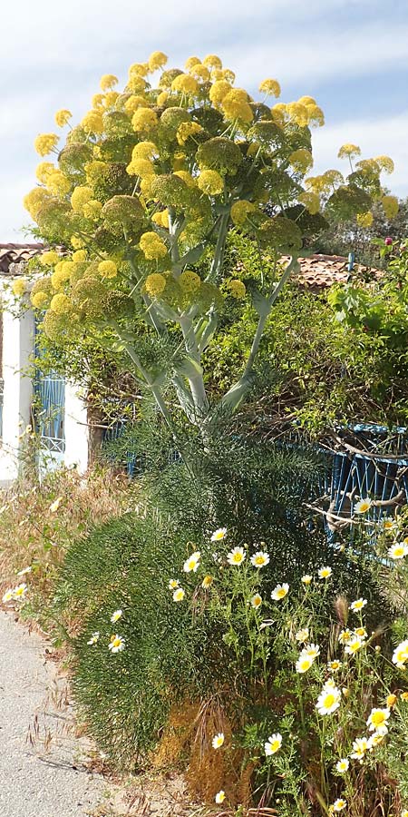 Ferula tingitana \ Tanger-Riesen-Fenchel / Tangier Giant Fennel, Samos Psili Ammos 11.4.2017