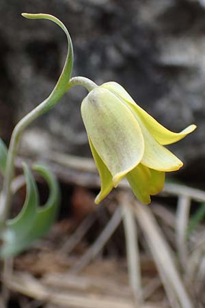 Fritillaria carica \ Karische Schachblume / Carian Fritillary, Samos Lazaros in Mt. Ambelos 12.4.2017