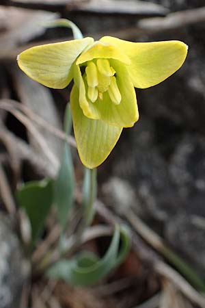 Fritillaria carica \ Karische Schachblume / Carian Fritillary, Samos Lazaros in Mt. Ambelos 12.4.2017