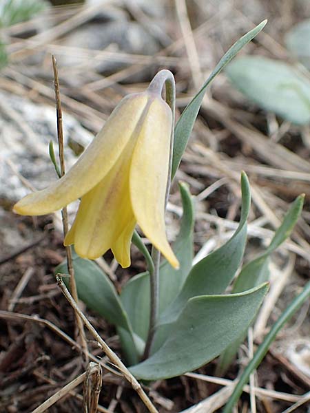 Fritillaria carica \ Karische Schachblume / Carian Fritillary, Samos Lazaros in Mt. Ambelos 12.4.2017