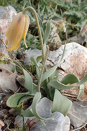 Fritillaria carica \ Karische Schachblume / Carian Fritillary, Samos Lazaros in Mt. Ambelos 12.4.2017