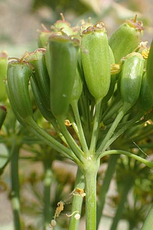 Ferula tingitana \ Tanger-Riesen-Fenchel / Tangier Giant Fennel, Samos Spatharei 17.4.2017