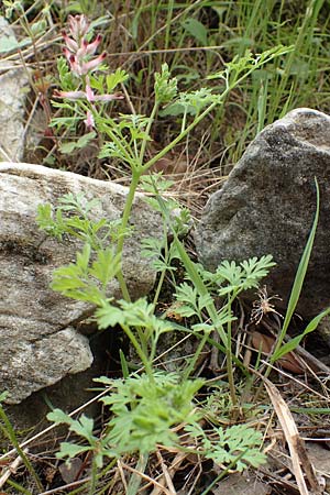 Fumaria officinalis ? \ Echter Erdrauch / Common Fumitory, Samos Mt. Ambelos 12.4.2017