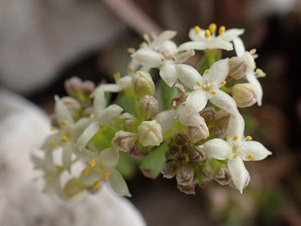 Galium brevifolium \ Kurzblttriges Labkraut, Samos Lazaros in Mt. Ambelos 12.4.2017