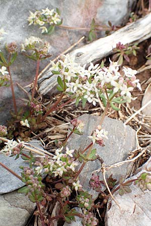 Galium brevifolium / Short-Leaved Bedstraw, Samos Lazaros in Mt. Ambelos 12.4.2017