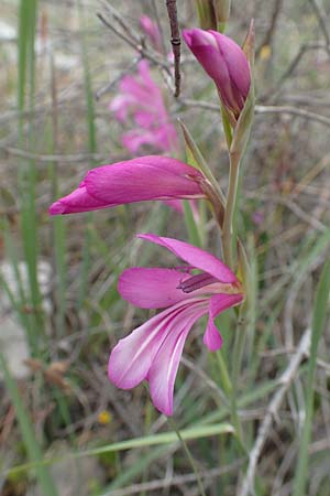 Gladiolus anatolicus \ Trkische Gladiole, Samos Spatharei 17.4.2017