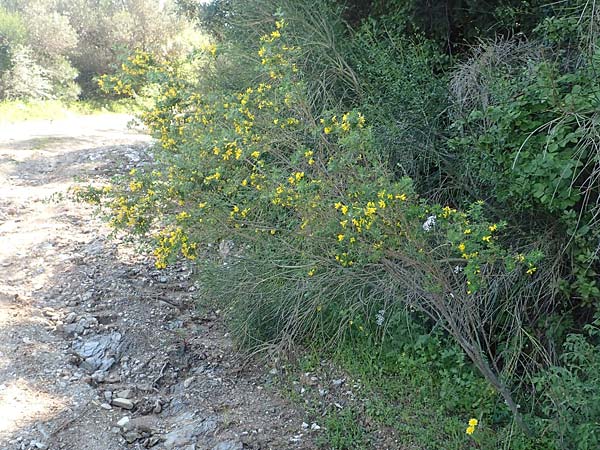 Cytisus villosus \ Dreibltiger Geiklee, Dreiblttriger Ginster, Samos Stavrinides 14.4.2017