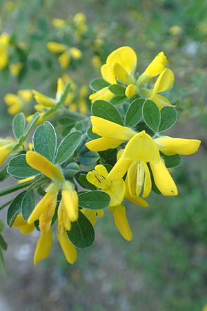 Cytisus villosus \ Dreibltiger Geiklee, Dreiblttriger Ginster / Hairy Broom, Greek Broom, Samos Stavrinides 14.4.2017