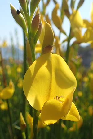 Spartium junceum / Spanish Broom, Samos Potami 15.4.2017