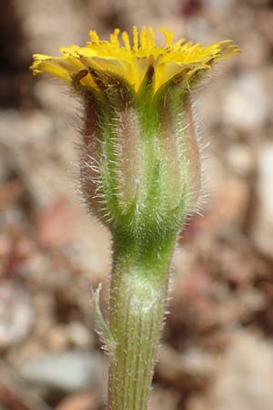 Hedypnois rhagadioloides \ Rhrchenkraut, Samos Pythagorio 13.4.2017