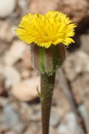 Hedypnois rhagadioloides \ Rhrchenkraut, Samos Pythagorio 13.4.2017