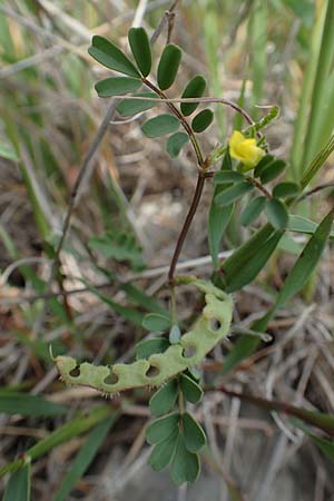 Hippocrepis ciliata \ Gewimperter Hufeisenklee / Lesser Horseshoe Vetch, Samos Spatharei 17.4.2017