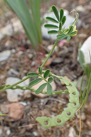 Hippocrepis ciliata \ Gewimperter Hufeisenklee / Lesser Horseshoe Vetch, Samos Spatharei 17.4.2017