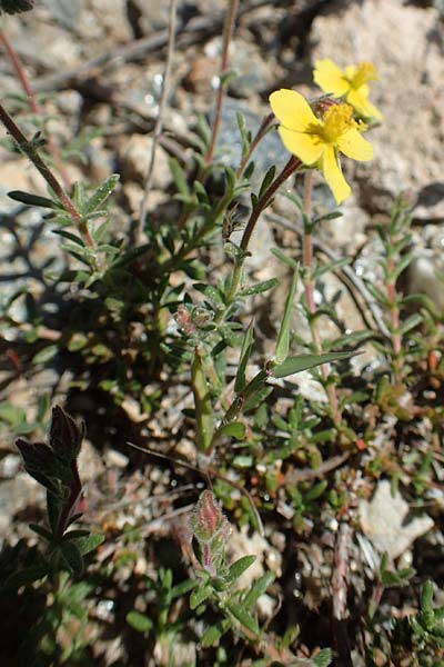 Fumana arabica \ Zwerg-Nadelrschen / Mediterranean Sun-Rose, Samos Paleokastro 11.4.2017