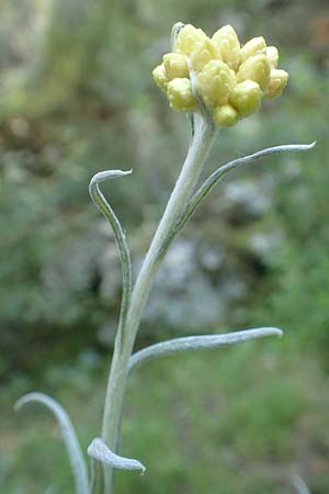 Helichrysum orientale \ Orient-Strohblume / Oriental Strawflower, Samos Ambelos 14.4.2017