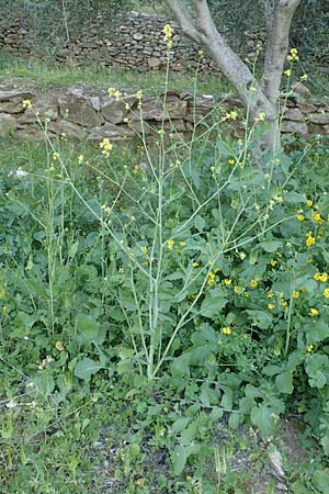 Hirschfeldia incana / Shortpod Mustard, Buchanweed, Samos Myloi 13.4.2017