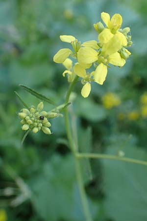 Hirschfeldia incana / Shortpod Mustard, Buchanweed, Samos Myloi 13.4.2017