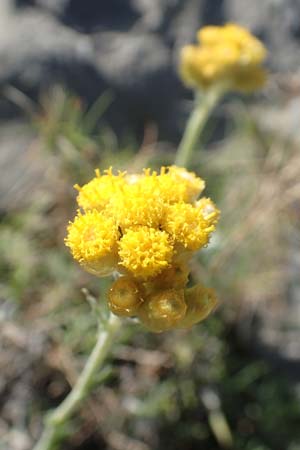 Helichrysum stoechas \ Wohlriechende Strohblume, Samos Kamara 16.4.2017