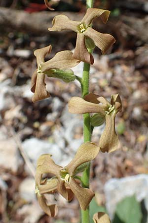 Hesperis laciniata \ Schlitzblttrige Nachtviole / Cut-Leaved Dame's Violet, Samos Kallithea 18.4.2017