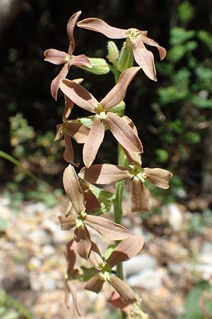 Hesperis laciniata \ Schlitzblttrige Nachtviole / Cut-Leaved Dame's Violet, Samos Kallithea 18.4.2017