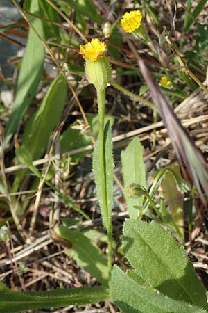 Hedypnois rhagadioloides \ Rhrchenkraut, Samos Psili Ammos 16.4.2017