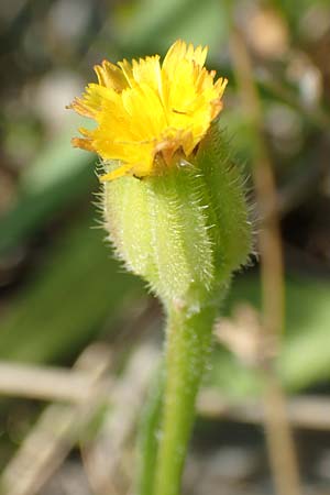 Hedypnois rhagadioloides \ Rhrchenkraut / Cretan Weed, Samos Psili Ammos 16.4.2017