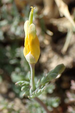 Hypecoum torulosum \ Strand-Lappenblume / Sea Hypecoum, Samos Ireon 13.4.2017