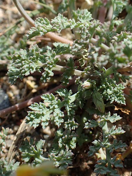 Hypecoum torulosum \ Strand-Lappenblume / Sea Hypecoum, Samos Ireon 13.4.2017