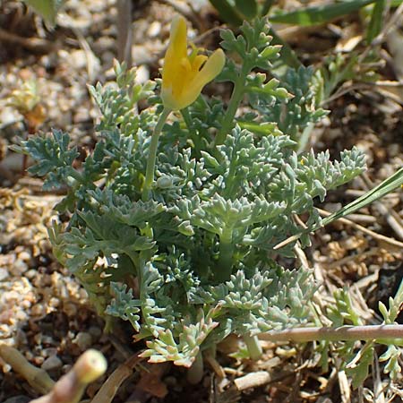 Hypecoum torulosum \ Strand-Lappenblume / Sea Hypecoum, Samos Ireon 13.4.2017